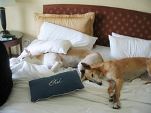 pet friendly hotels Mesa